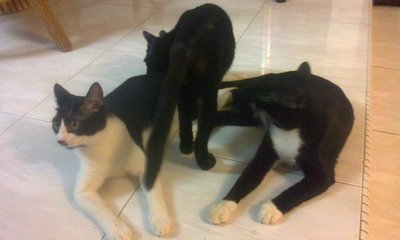 Finnick, Bagheera And Shadowcat - Tabby + Siamese Cat