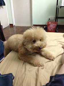 Bibi - Poodle Dog