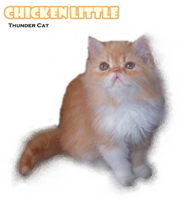 Chicken Little (Flat Face) - Persian Cat