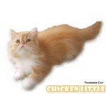 Chicken Little (Flat Face) - Persian Cat