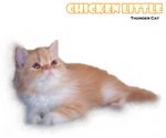 Chicken Little (Flat Face) - Persian Cat