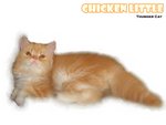 Chicken Little (Flat Face) - Persian Cat