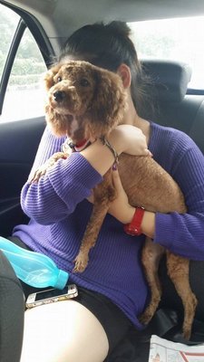 Coffee - Poodle Dog