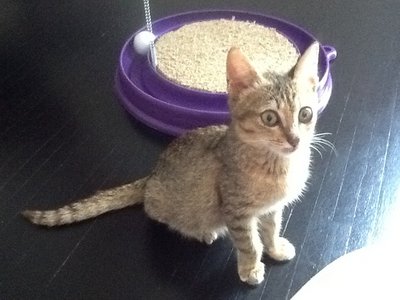 Leena - Domestic Short Hair Cat