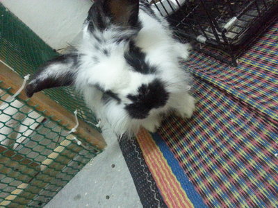 P'rue - Angora Rabbit Rabbit