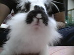 P'rue - Angora Rabbit Rabbit