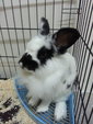 P'rue - Angora Rabbit Rabbit