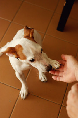 Samba - Jack Russell Terrier Dog