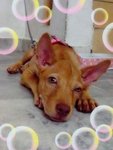 April ♥ - Mixed Breed Dog