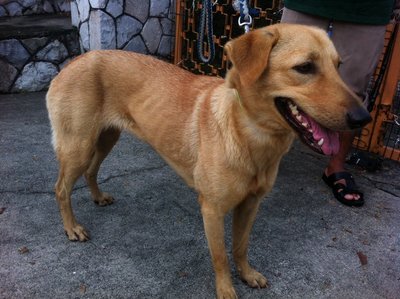 PF52862 - Mixed Breed Dog