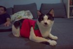 Kitler Vaughn Moon - Domestic Short Hair Cat