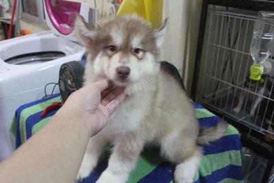 Gaint Super Wooly Husky Puppy - Siberian Husky Dog