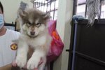 Gaint Super Wooly Husky Puppy - Siberian Husky Dog