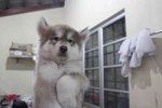 Gaint Super Wooly Husky Puppy - Siberian Husky Dog