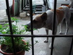 Jack Jack comes to see me for food, water & yes, my plants! Aisay.