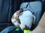 Sleeping as we are driving :) He likes the front seat :)