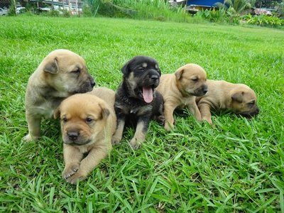 The Mighty Muffin Puppy Rangers  - Mixed Breed Dog