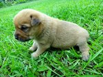 Red Ranger: The biggest chubby pup among all! Light brown, shorty tail, male