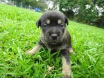 Black Ranger: Male with brown eyespots