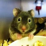 Cute And Adorable Syrian Hamsters - Common Hamster Hamster