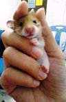 Cute And Adorable Syrian Hamsters - Common Hamster Hamster