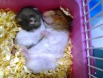 Cute And Adorable Syrian Hamsters - Common Hamster Hamster