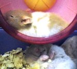 Cute And Adorable Syrian Hamsters - Common Hamster Hamster