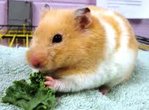 Cute And Adorable Syrian Hamsters - Common Hamster Hamster