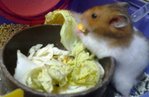 Cute And Adorable Syrian Hamsters - Common Hamster Hamster