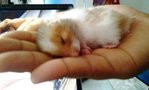 Cute And Adorable Syrian Hamsters - Common Hamster Hamster