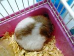 Cute And Adorable Syrian Hamsters - Common Hamster Hamster