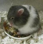 Cute And Adorable Syrian Hamsters - Common Hamster Hamster