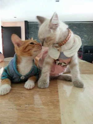 Stoken And Putih - Domestic Short Hair Cat