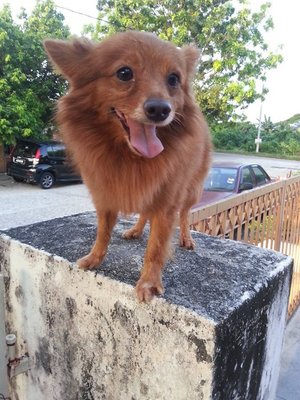 Hunky - Pomeranian Dog