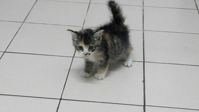 Kitten - Oriental Short Hair Cat