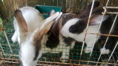 Rabbi - Flemish Giant Rabbit