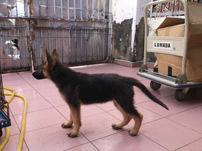 German Shepherd Female Dog - German Shepherd Dog Dog