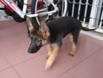 German Shepherd Female Dog - German Shepherd Dog Dog