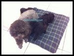 Silver Toy Poodle - Poodle Dog