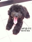 Silver Toy Poodle - Poodle Dog