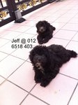 Silver Toy Poodle - Poodle Dog