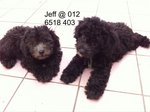 Silver Toy Poodle - Poodle Dog