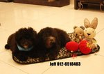 Silver Toy Poodle - Poodle Dog