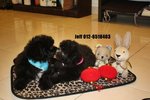 Silver Toy Poodle - Poodle Dog