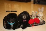 Silver Toy Poodle - Poodle Dog