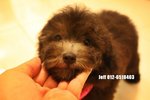 Silver Toy Poodle - Poodle Dog