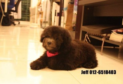 Silver Toy Poodle - Poodle Dog