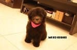 Silver Toy Poodle - Poodle Dog