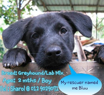 Bluu - Greyhound + Labrador Retriever Dog