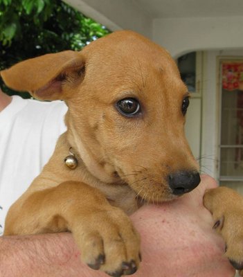 Munchkin - Greyhound + Labrador Retriever Dog